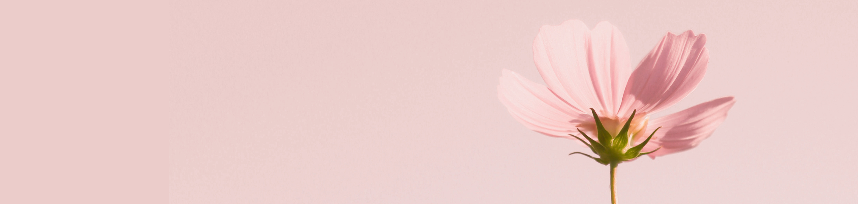 Image of a pink flower