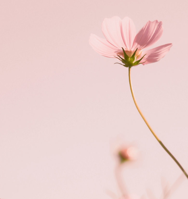Image of a pink flower
