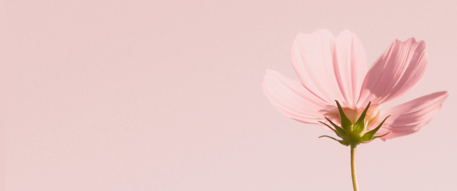 Image of a pink flower