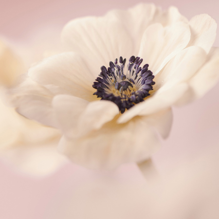 Fondation les Roses de l’espoir