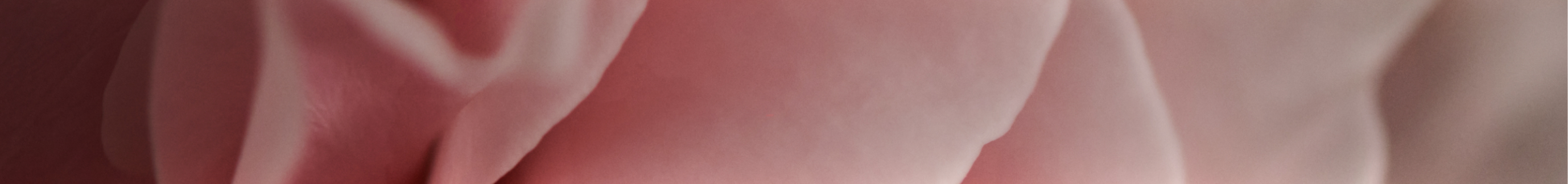 rose-background-dskt